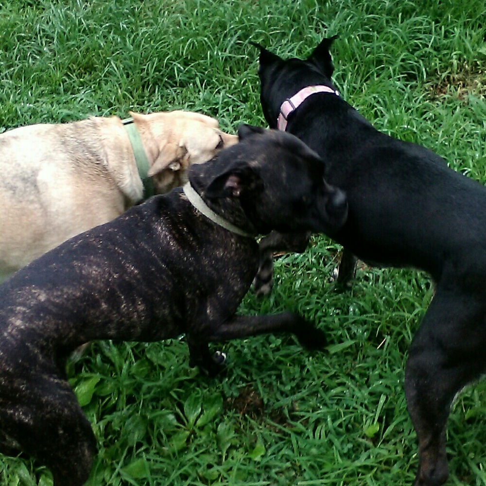 Animal lovers Section - Picture 5 of 6